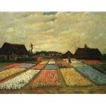 Van Gogh Bulb Fields